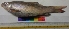  ( - DVD23)  @11 [ ] Copyright (2014) PHCDBS Paul Hebert Centre For DNA Barcoding And Biodiversity Studies