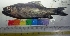  ( - HIP23)  @11 [ ] Copyright (2014) PHCDBS PAULHEBERT CENTER FOR DNA BARCODIND AND BIODIVERSITY STUDIES