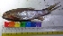  ( - HIP38)  @11 [ ] Copyright (2014) PHCDBS PAULHEBERT CENTER FOR DNA BARCODIND AND BIODIVERSITY STUDIES