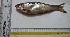  ( - KFM124)  @12 [ ] Copyright (2013) Dr.G.D. Khedkar PAUL HEBERT CENTRE FOR DNA BARCODING AND BIODIVERSITY STUDIES