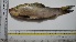  ( - KFM131)  @11 [ ] Copyright (2013) Dr.G.D. Khedkar PAUL HEBERT CENTRE FOR DNA BARCODING AND BIODIVERSITY STUDIES