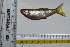  ( - KFM92)  @11 [ ] Copyright (2013) Dr.G.D. Khedkar PAUL HEBERT CENTRE FOR DNA BARCODING AND BIODIVERSITY STUDIES