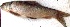  ( - KRD44)  @11 [ ] Copyright (2015) Dr.G.D. Khedkar PAUL HEBERT CENTRE FOR DNA BARCODING AND BIODIVERSITY STUDIES