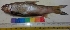  ( - NAW29)  @11 [ ] Copyright (2014) PHCDBS Paul Hebert Centre For DNA Barcoding and Biodiversity Studies