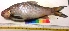  ( - NAW30)  @11 [ ] Copyright (2014) PHCDBS Paul Hebert Centre For DNA Barcoding and Biodiversity Studies