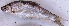  ( - PAK45)  @11 [ ] Copyright (2015) Dr.G.D. Khedkar PAUL HEBERT CENTRE FOR DNA BARCODING AND BIODIVERSITY STUDIES