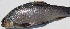  ( - PAK50)  @11 [ ] Copyright (2016) Dr. G.D. Khedkar PAUL HEBERT CENTRE FOR DNA BARCODING AND BIODIVERSITY STUDIES