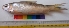  ( - YDR4)  @12 [ ] Copyright (2014) PHCDBS Pual Hebert Centre For DNA Barcoding and Biodiversity Studies
