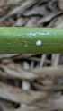  (Ceroplastes floridensis - CFLMNG)  @11 [ ] copyright (2025) Desavath Gouthami Kerala Agricultural University