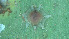  ( - CSABU)  @11 [ ] copyright (2025) Desavath Gouthami Kerala Agricultural University