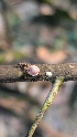  ( - CRMNG)  @11 [ ] copyright (2025) Desavath Gouthami Kerala Agricultural University