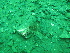  (Pachycerianthus borealis - PS Cerianthus borealis 02)  @12 [ ] Unspecified (default): All Rights Reserved  Unspecified Unspecified