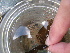  (Ectopleura crocea - PS Ectopleura crocea 02)  @12 [ ] Unspecified (default): All Rights Reserved  Unspecified Unspecified