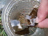  ( - PS Ectopleura crocea 01)  @12 [ ] Unspecified (default): All Rights Reserved  Unspecified Unspecified