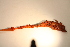  (Ptilella - MLI-063)  @12 [ ] Unspecified (default): All Rights Reserved  Unspecified Unspecified
