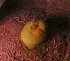  ( - PA-II-Plum_a-02)  @12 [ ] No Rights Reserved (2013) Patrick Allaire Unspecified