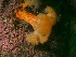  (Anthozoa - PA-II-Plum_c-05)  @15 [ ] No Rights Reserved (2013) Patrick Allaire Unspecified