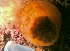  ( - PA-II-Plum_c-05)  @12 [ ] No Rights Reserved (2013) Patrick Allaire Unspecified