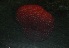  (Urticina eques - BIOUG-KMH-056)  @11 [ ] Unspecified (default): All Rights Reserved  Unspecified Unspecified