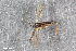  ( - ZFMK-TIS-2564651)  @12 [ ] CreativeCommons  Attribution Share-Alike (by-sa) 4.0 (2015) Unspecified Zoologisches Forschungsmuseum Alexander Koenig