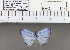  (Jamides sp. 3MKC - YB-KHC106)  @12 [ ] No Rights Reserved  Unspecified Unspecified