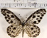  (Ideopsis gaura - YB-KHC118)  @11 [ ] No Rights Reserved  Unspecified Unspecified