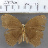  (Faunis sp. 1MKC - YB-KHC1410)  @13 [ ] No Rights Reserved  Unspecified Unspecified