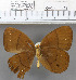  (Faunis gracilis - YB-KHC1424)  @13 [ ] No Rights Reserved  Unspecified Unspecified
