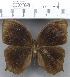  (Melanitis phedima - YB-KHC209)  @14 [ ] No Rights Reserved  Unspecified Unspecified