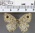  (Ypthima nebulosa - YB-KHC264)  @13 [ ] No Rights Reserved  Unspecified Unspecified