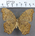  (Melanitis leda - YB-KHC273)  @14 [ ] No Rights Reserved  Unspecified Unspecified