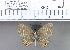  (Nacaduba sp. 1MKC - YB-KHC343)  @13 [ ] No Rights Reserved  Unspecified Unspecified