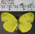  (Eurema nicevillei - YB-KHC350)  @11 [ ] No Rights Reserved  Unspecified Unspecified