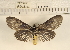  (Neochera marmorea - YB-KHC3639)  @13 [ ] No Rights Reserved  Unspecified Unspecified