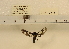  (Auriculoceryx transitiva - YB-KHC4817)  @12 [ ] No Rights Reserved  Unspecified Unspecified