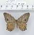  (Erites angularis - YB-khc8055)  @11 [ ] Unspecified (default): All Rights Reserved  Unspecified Unspecified