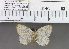  (Allotinus sp. 1MKC - YB-KHC93)  @11 [ ] No Rights Reserved  Unspecified Unspecified