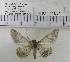  (Cleora sp. 5MKC - YB-KHC11054)  @12 [ ] Unspecified (default): All Rights Reserved  Unspecified Unspecified