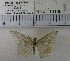 (Calletaera jotaria - YB-KHC13165)  @13 [ ] Unspecified (default): All Rights Reserved  Unspecified Unspecified