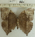  (Zeuxidia doubledayi - CCDB03530_B10)  @14 [ ] No Rights Reserved  Unspecified Unspecified