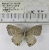  (Jamides sp. 1MKC - YB-KHC6281)  @13 [ ] Unspecified (default): All Rights Reserved  Unspecified Unspecified
