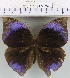  (Zeuxidia amethysta - YB-KHC6561)  @13 [ ] No Rights Reserved  Unspecified Unspecified