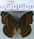  (Junonia sp. 1MKC - YB-KHC6584)  @14 [ ] No Rights Reserved  Unspecified Unspecified