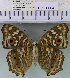  (Junonia lemonias - YB-KHC6664)  @14 [ ] No Rights Reserved  Unspecified Unspecified