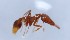  (Strumigenys ADD0448 - YB-KHC51072)  @12 [ ] No Rights Reserved  Unspecified Unspecified