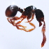  (Myrmecina ADD5897 - YB-KHC51305)  @14 [ ] No Rights Reserved  Unspecified Unspecified