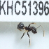 (Technomyrmex horni - YB-KHC51396)  @12 [ ] No Rights Reserved  Unspecified Unspecified