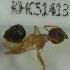  (Technomyrmex AAX8085 - YB-KHC51413)  @12 [ ] No Rights Reserved  Unspecified Unspecified