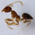  (Technomyrmex sp. 2MKC - YB-KHC53107)  @11 [ ] No Rights Reserved  Unspecified Unspecified