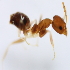  (Technomyrmex kraepelini - YB-KHC53115)  @12 [ ] No Rights Reserved  Unspecified Unspecified